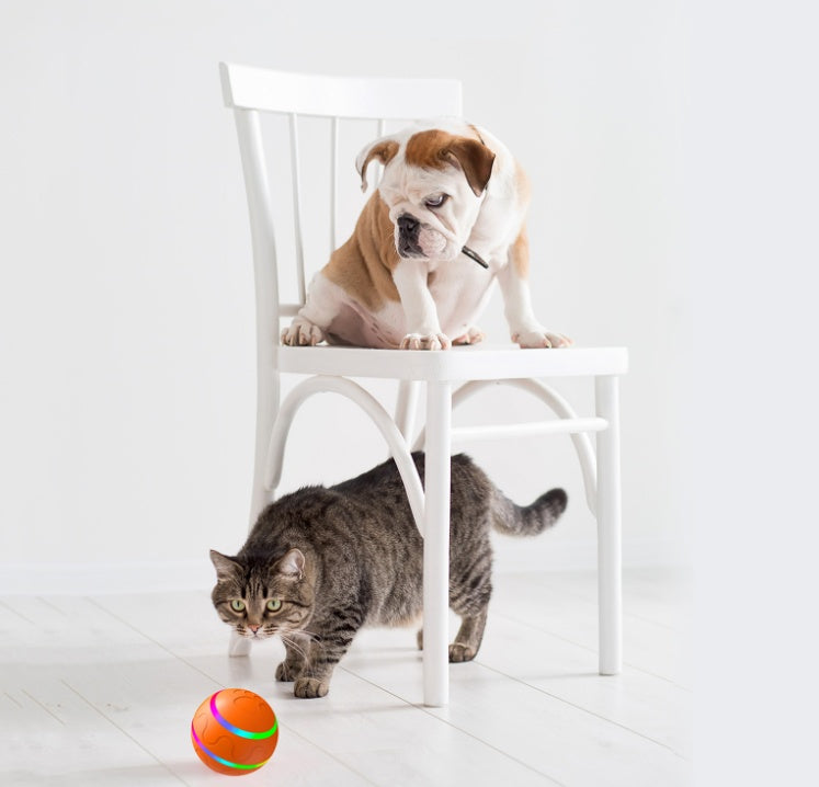 Dog and cat playing with WhiskerRoll ball